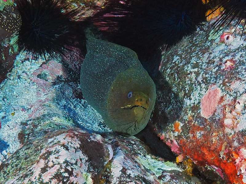 duiken san benedicto moray eel