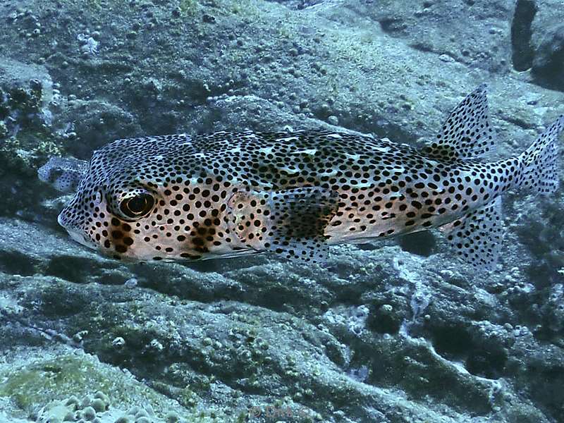 duiken roca partida pufferfish