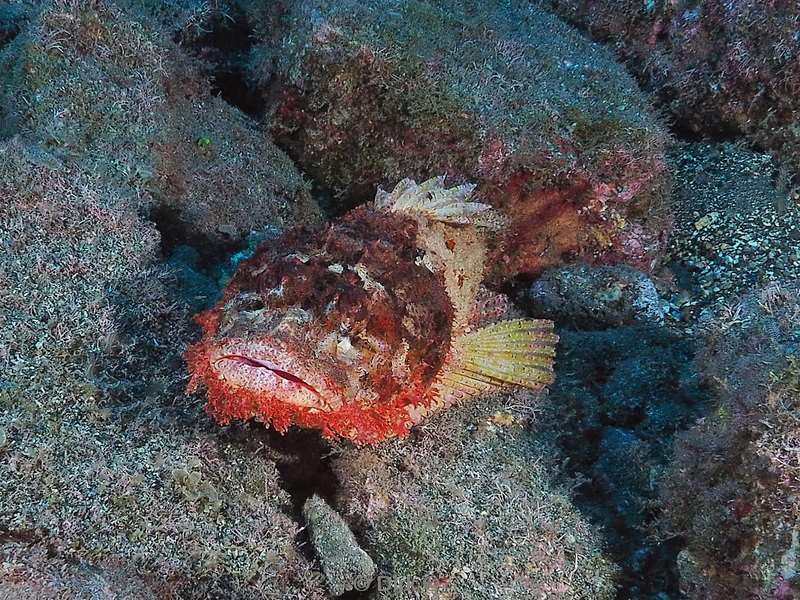 duiken san benedicto scorpionfish