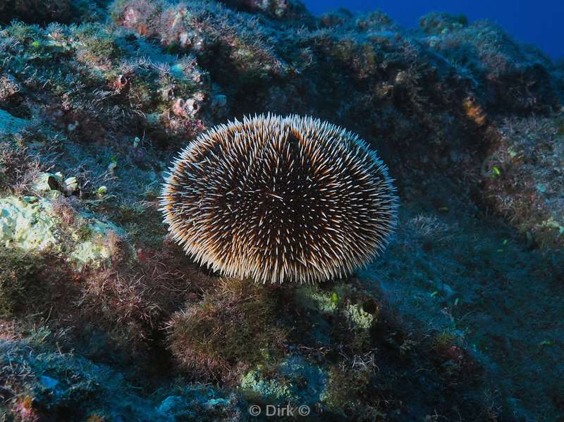 duiken san benedicto sea urchin