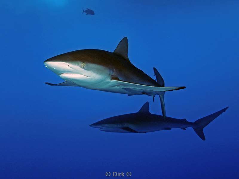 san benedicto silky shark