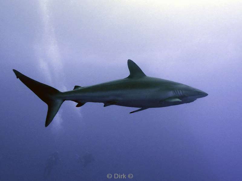 duiken san benedicto silky shark