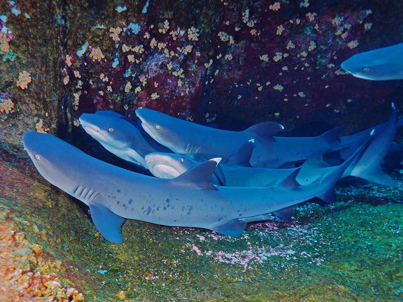 duiken roca partida white point reef shark