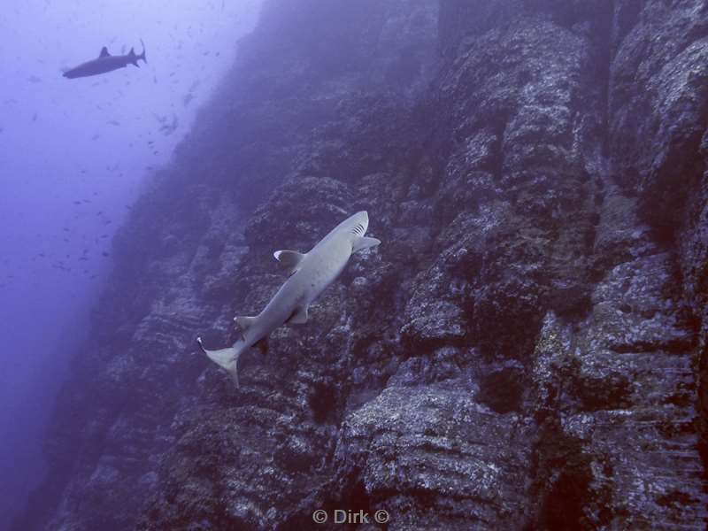 duiken roca partida whitetip reef shark