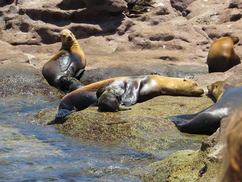 diving los islotes sea of cortez sea lions
