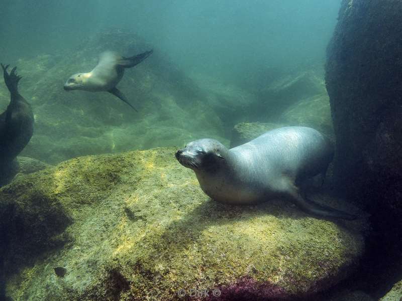 duiken los islotes zee van cortez zeeleeuwen