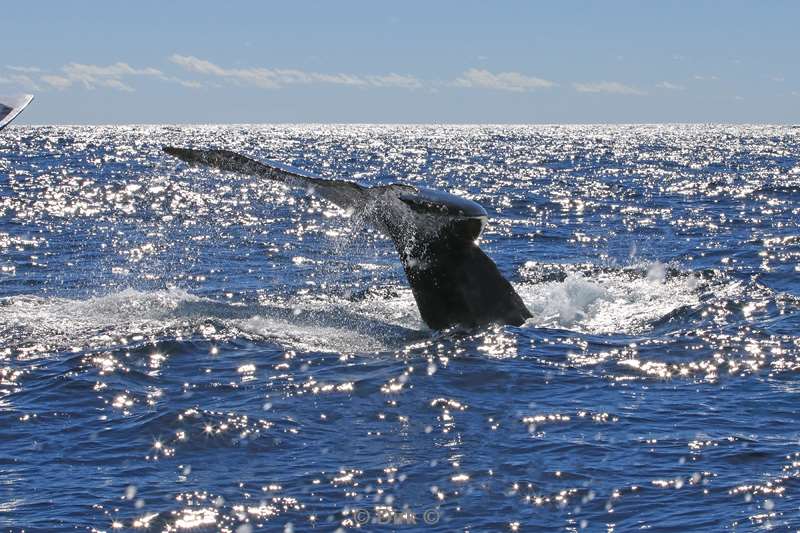 bultrug walvissen cabo san lucas mexico