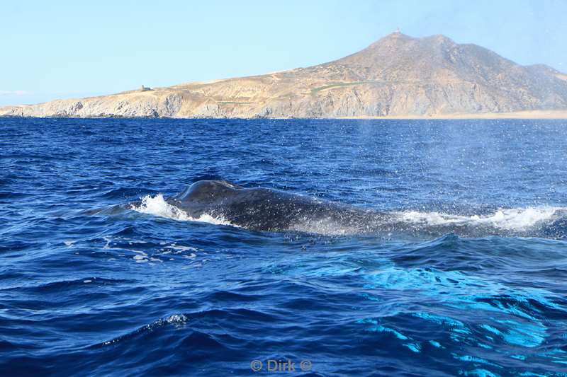 bultrug walvissen cabo san lucas mexico