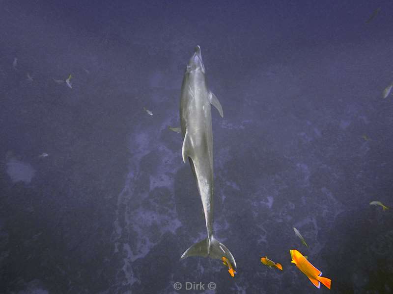 duiken san benedicto dolfijnen