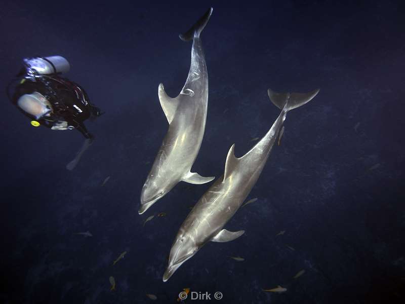duiken san benedicto dolfijnen