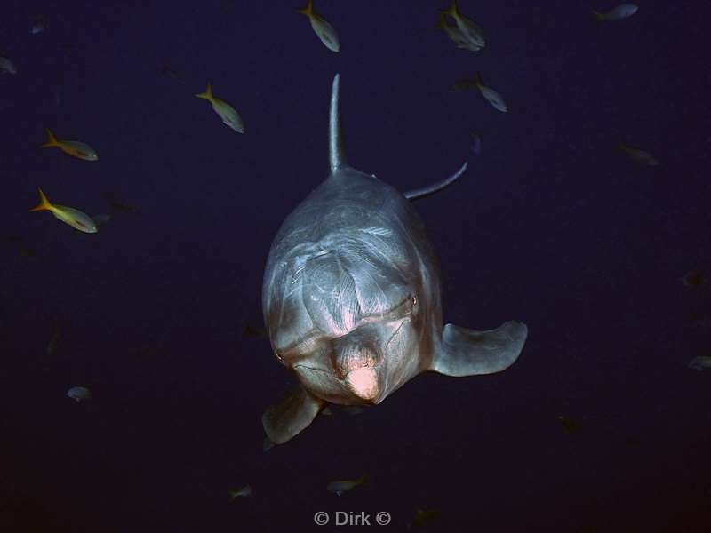 duiken socorro cabo pearle dolfijnen