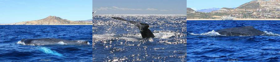 bultrug walvissen mexico