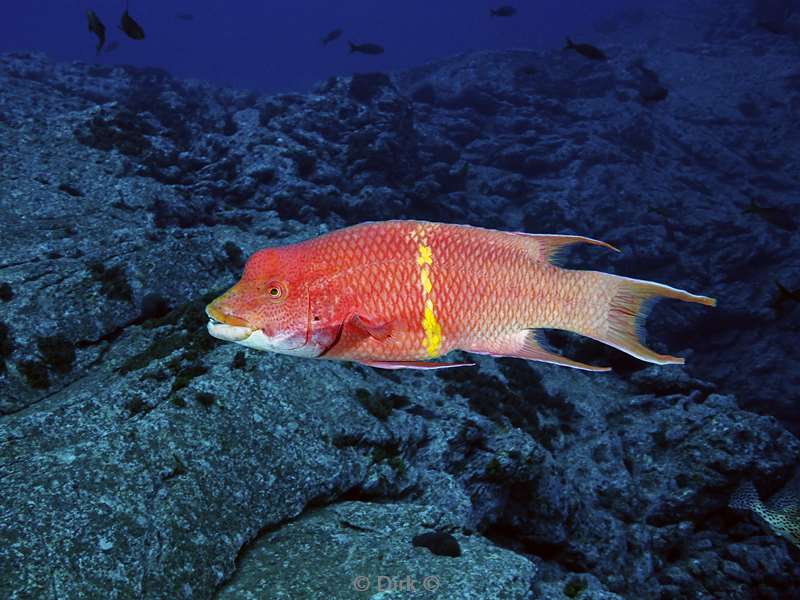duiken socorro cabo pearle hogfish