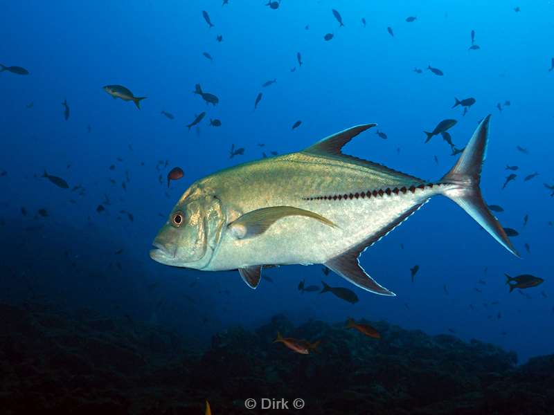 duiken san benedicto jackfish