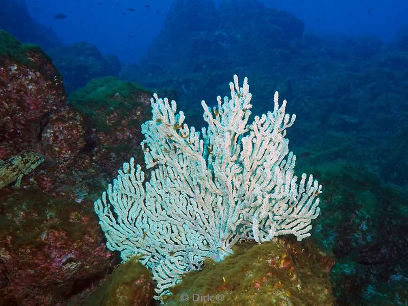 duiken san benedicto koraal