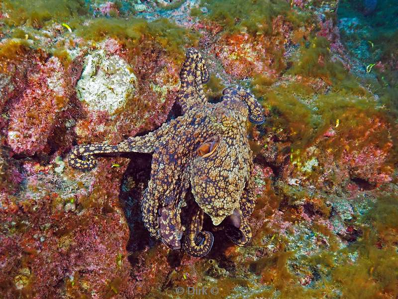 duiken san benedicto octopus