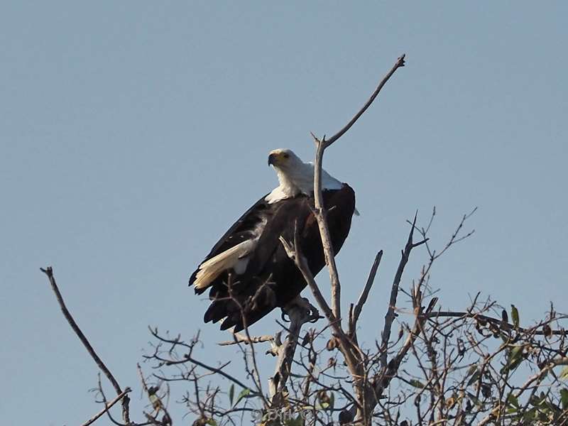 african fish eagle kruger national park south africa