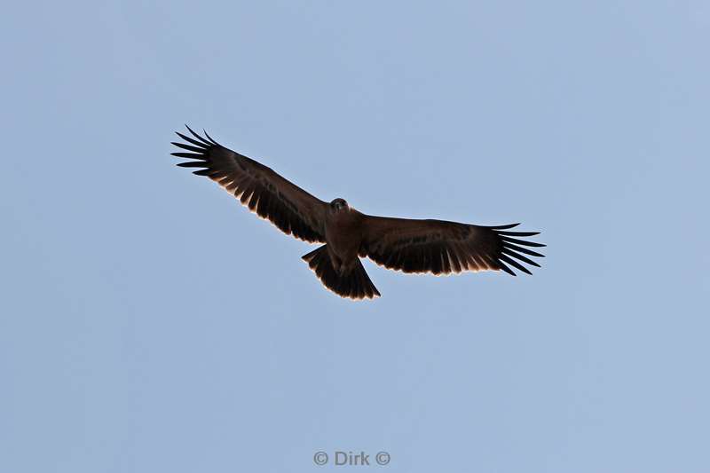 eagle kruger national park south africa