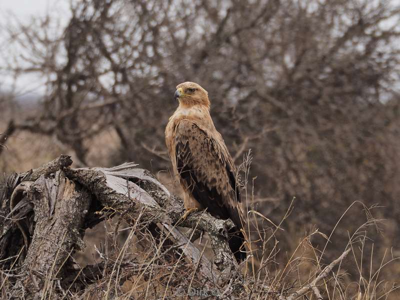 eagle kruger national park south africa