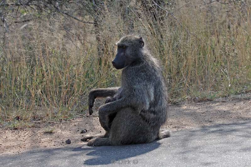 boboons kruger national park south africa