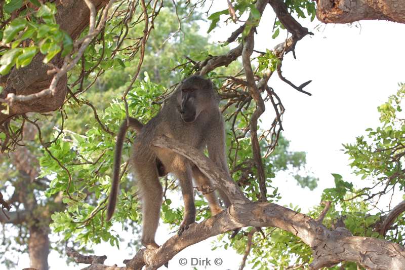 baboons kruger national park south africa