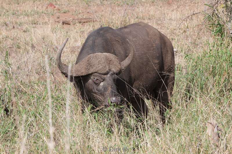 buffalo kruger national park south africa