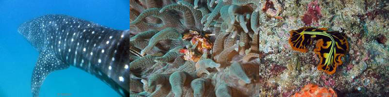 dive site reggies manta reef