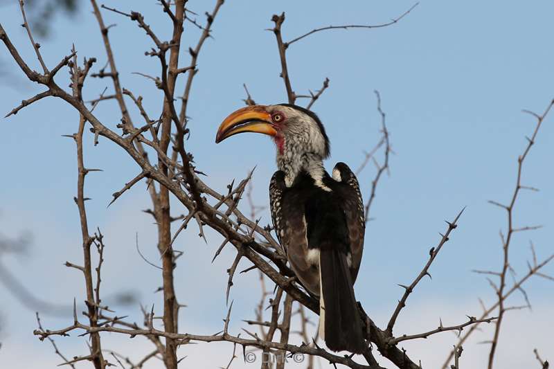 yellow beak stick kruger national park south africa
