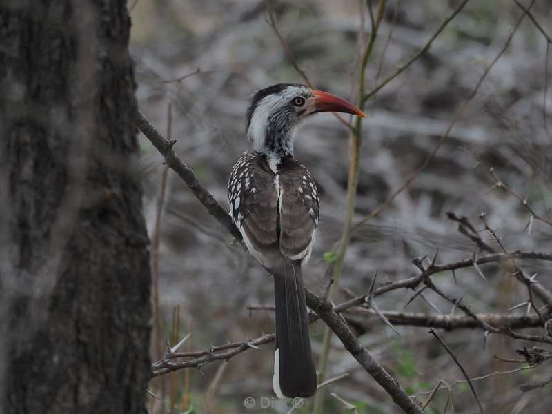 yellow beak stick kruger national park south africa