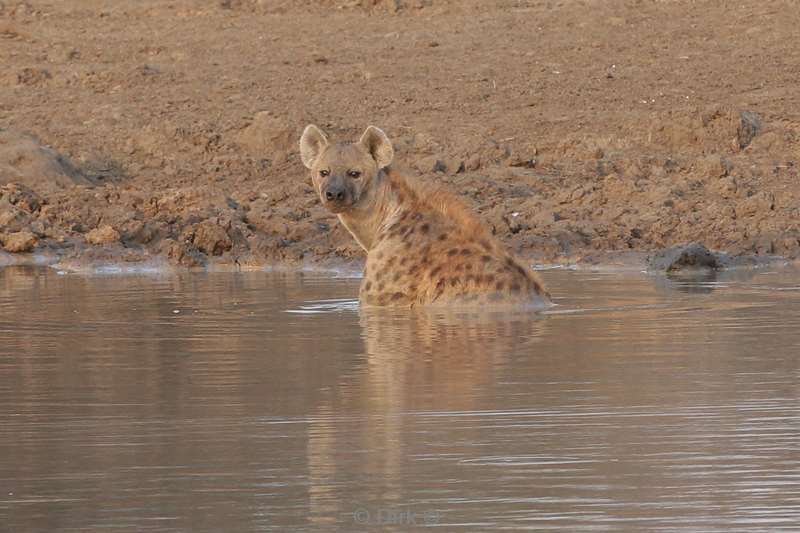 spotted hyena kruger national park south africa