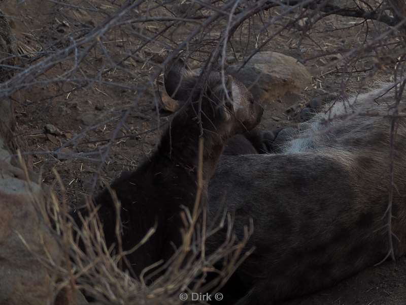 spotted hyena kruger national park south africa
