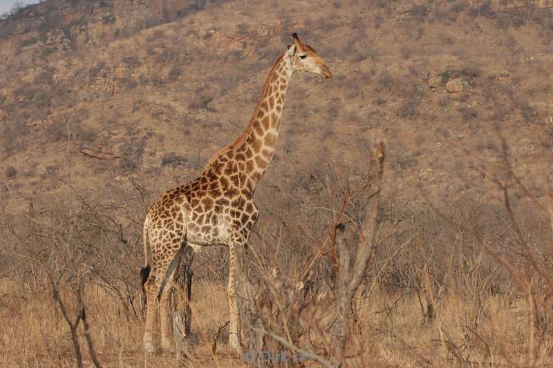 giraffe kruger national park south africa