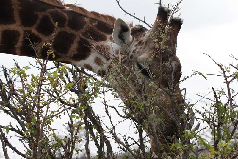 giraffes kruger national park south africa