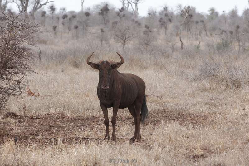 gnu kruger national park south africa