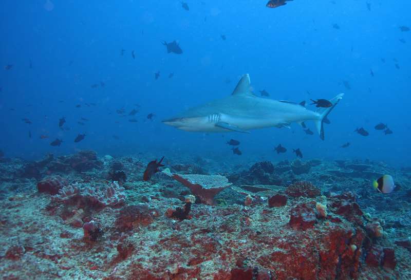 grey reef shark