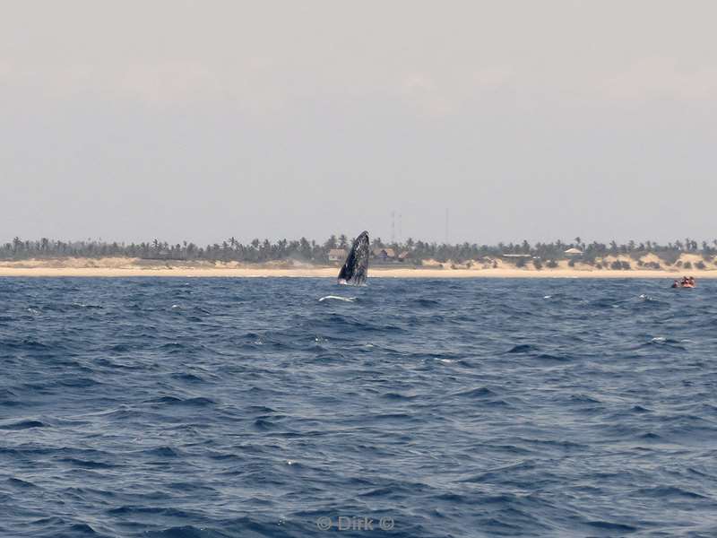 tofo mozambique humpback whales