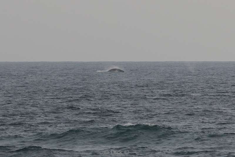 tofo mozambique humpback whales