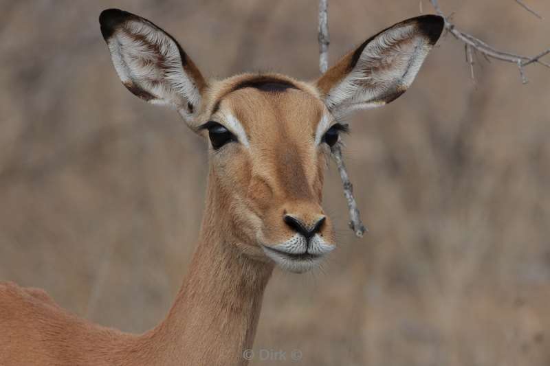 impala kruger national park south africaa