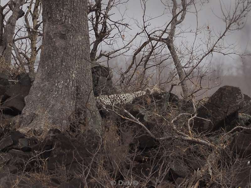 cheetah kruger national park south africa