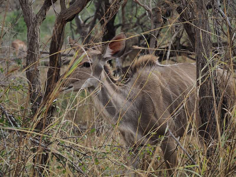 kudu kruger national park south africaa