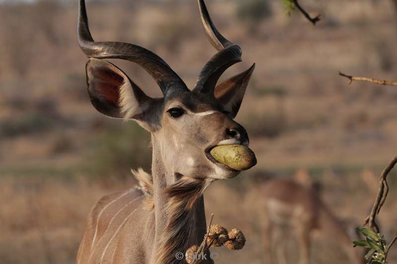 kudu kruger national park south africa