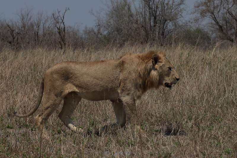 lions kruger national park south africa