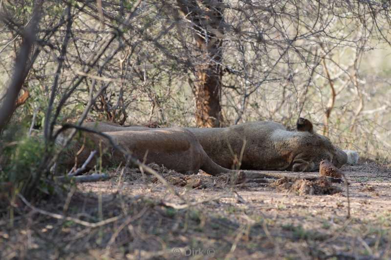 lions kruger national park south africa