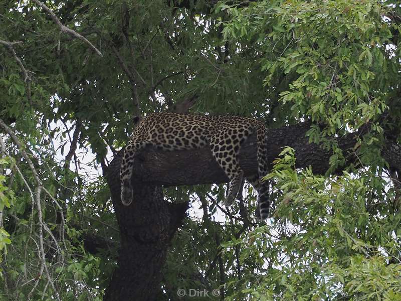 leopard kruger national park south africa