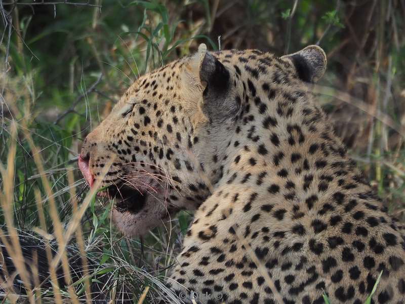 leopard kruger national park south africa