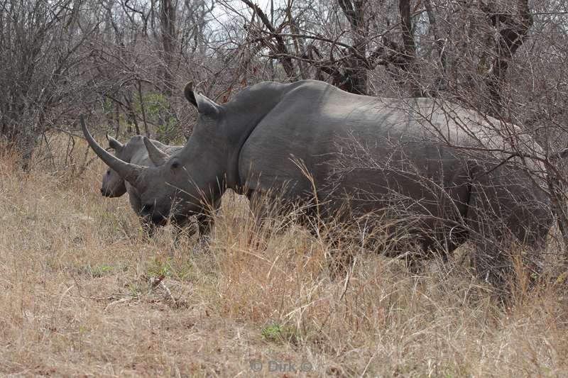 Rhinos kruger national park south africa