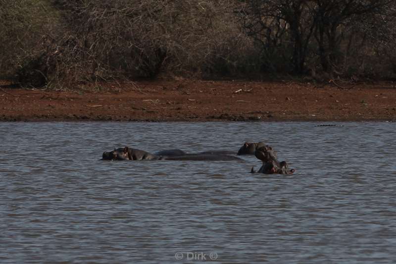 hippos kruger national park south africa