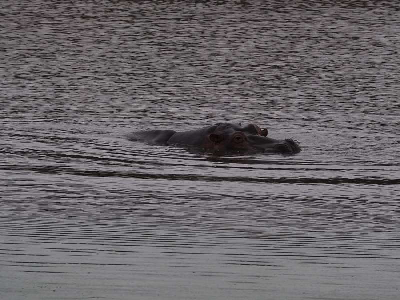 hipposkruger national park south africa