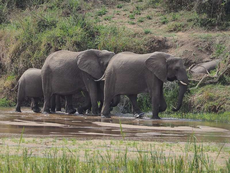 elephants kruger national park south africa
