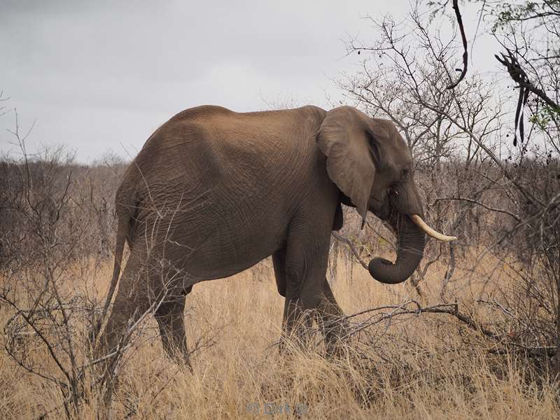 elephants kruger national park south africa
